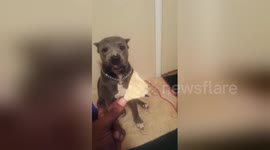 Newsflare Edit - Shy dog hates eating in front of people