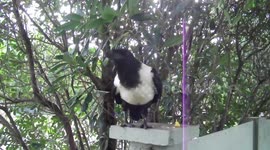 Pet pied crow makes strange noises