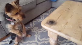 Yorkie plays with Fidget Spinner