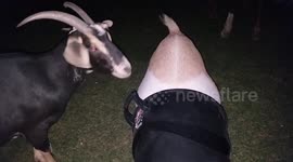 Goat Overeater Anonymous