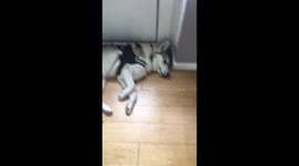 Stubborn husky doesn't want to go to the vet