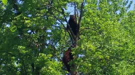Munsey and Boda  OUT ON LIMB II  July 20th, 2016