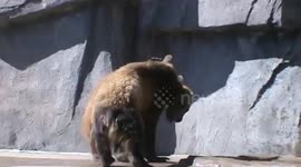 Kodiak bear cubs - playing around after a swim