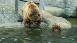 Munsey and Boda II JP Adler Kodiak Bear Exhibit 10 /28/2016