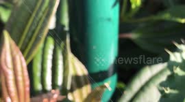 Baby Spiders working away at building their web