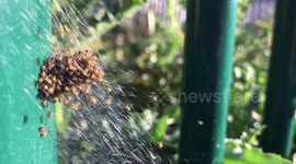 Close-up footage of hundreds of baby spiders