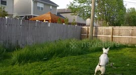Newsflare Edit - Dog swan dives and disappears in long grass