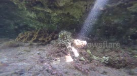 Octopus reaches out to touch snorkeler