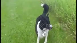 puppy hide & seek