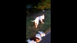 Pit bull takes other dog for a walk