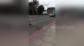 Why did the geese cross the road?