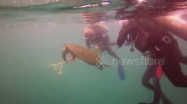 Turtle Rescue