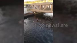 Quick thinking dad saves deer fawn from drowning in canal