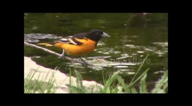 Baltimore Orioles eating and bathing