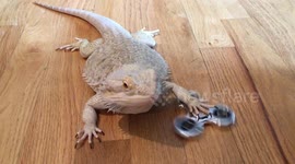 Just a lizard looking very cool with a fidget spinner