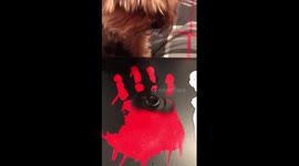 Fidget Spinner vs Yorkie