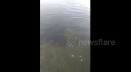 Thousands of fish rolling and jumping out of the river