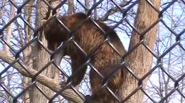 Kodiak Stripper   Munsey and Boda  3/27/2017