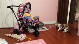 Is This the Most Clever Kitten?