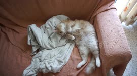 Our sleepy cat