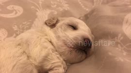 Cute puppy asleep, dreaming of her next meal...