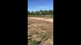 Geese family in Idaho.