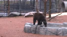 Kodiak Bear Cubs tree climbing in the rain