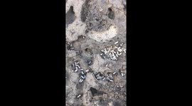 Ants
