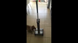 HILARIOUS laugh as hoover moves on it's own!