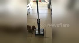 Newsflare Edit - HILARIOUS laugh as hoover moves on it's own!