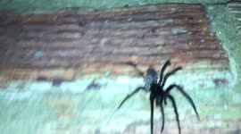 Large spider scares woman in Kent house