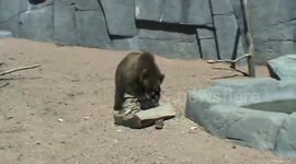 Cool Treat -Very Bearry Ice-pop