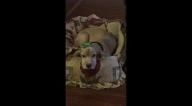 Unimpressed dog with a fidget spinner on her head