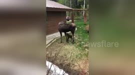 Newsflare Edit - Mama and baby moose