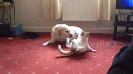 Cat is completely head over heals in love with dog! Not sure how dog feels!