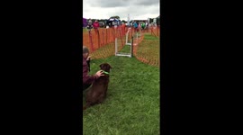 Watch these dogs and join in the giggles as they fail at flyball practice