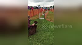 Newsflare Edit - Watch these dogs and join in the giggles as they fail at flyball practice