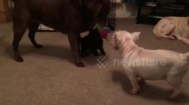 Gentle giant Labrador playing with Tiny puppy pugshire-too cute for words!