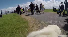 MADRA's Dogathon from a Puppy's Point of VIew