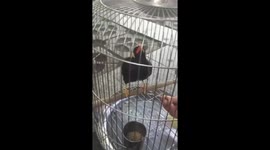Clever Common Hill Myna knows how to laugh and say