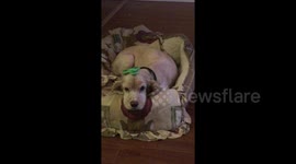 Newsflare Edit - Unimpressed dog with a fidget spinner on her head