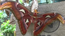 Atlas moth on its cocoon