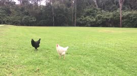 Black and White Chickens are Good Friends