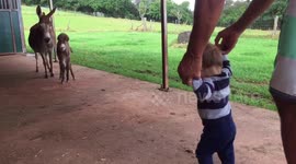 Newsflare Edit - Baby meets one-day-old donkey and strikes up unlikely friendship