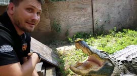 Gator trainer balances fidget spinner on alligator's nose