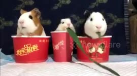 哈尔滨:贪吃鼠的眼里只有“吃货”二字