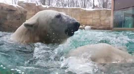 Swimming with polar bears