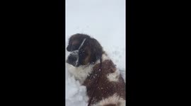 Saint Bernard jumping through snow