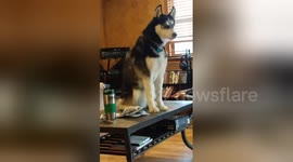 Newsflare Edit - My husky that dont listen