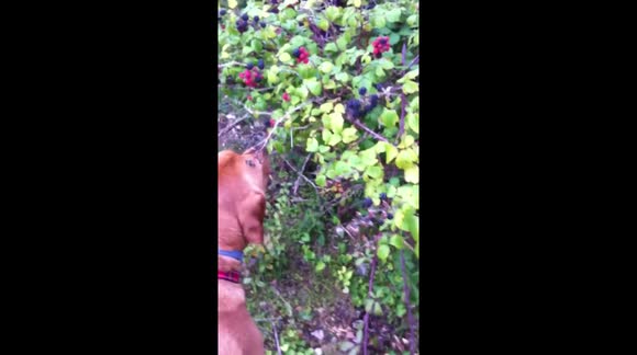 Dog likes picking blackberries